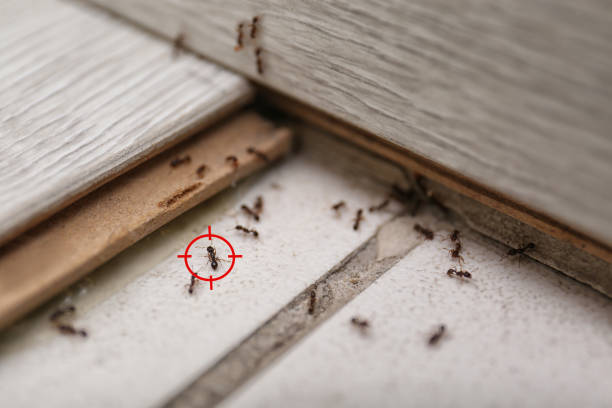 Pest Control Cost in Mayflower Village, CA