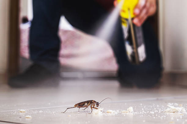 Best Local Pest Control Services  in Mayflower Village, CA